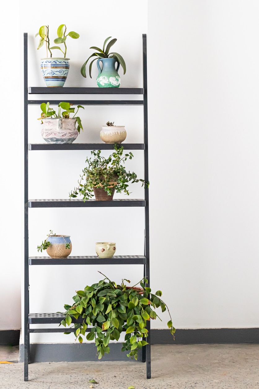 échelle plante décoration