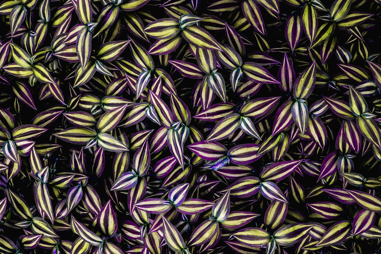 tradescantia zebrina misère