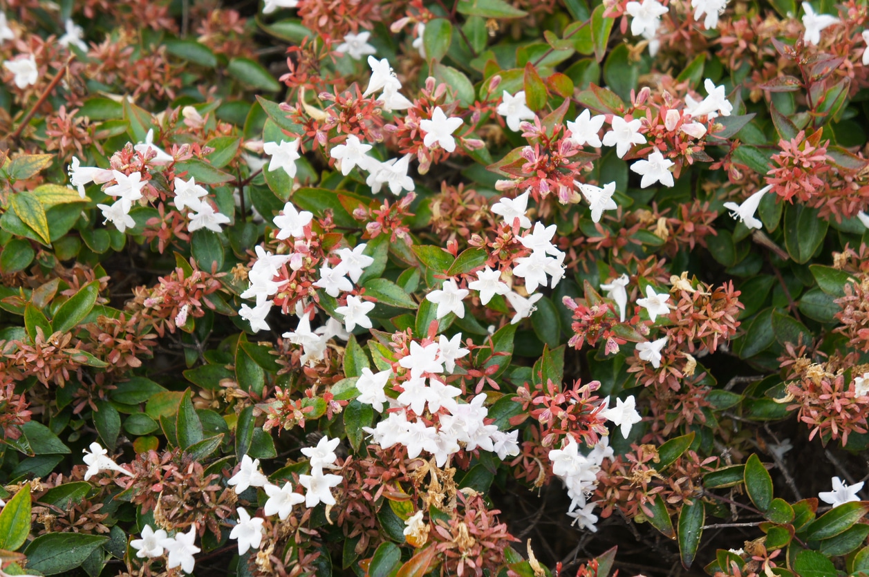 abelia arbuste fleurs
