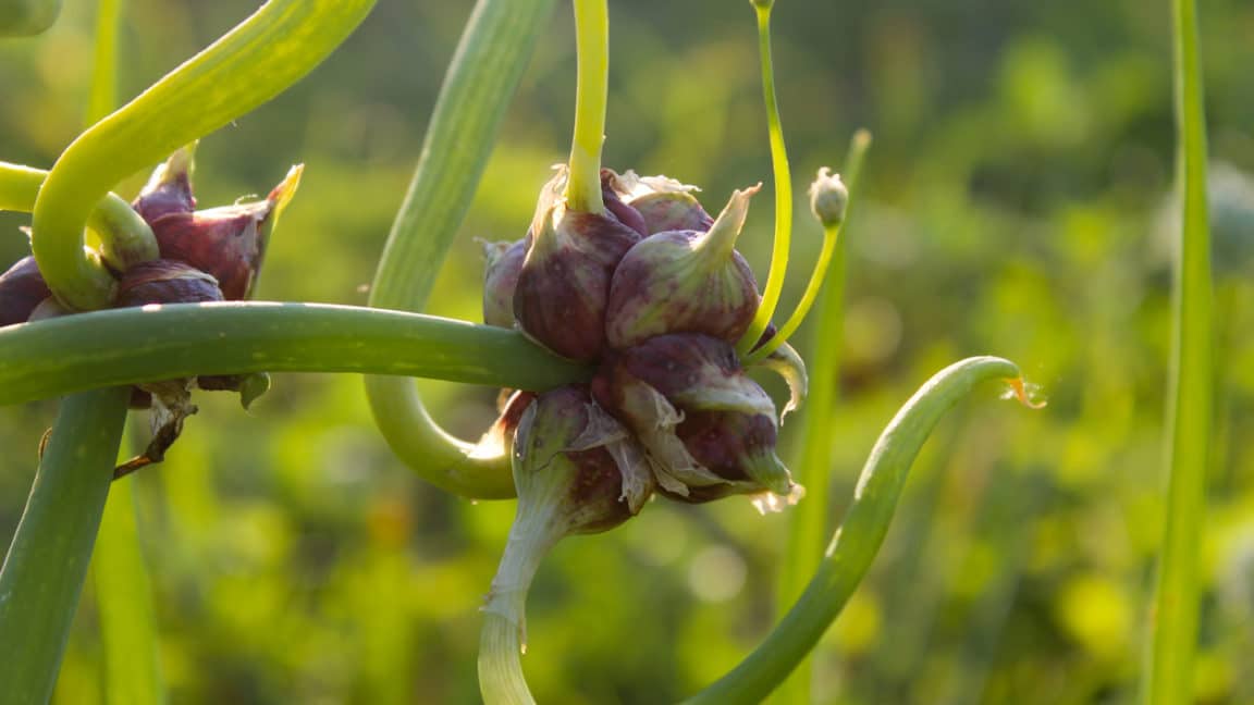 Cornichon comment le semer, planter, cultiver et récolter