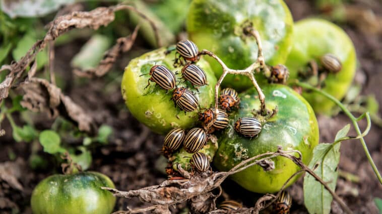 doryphores sur des tomates