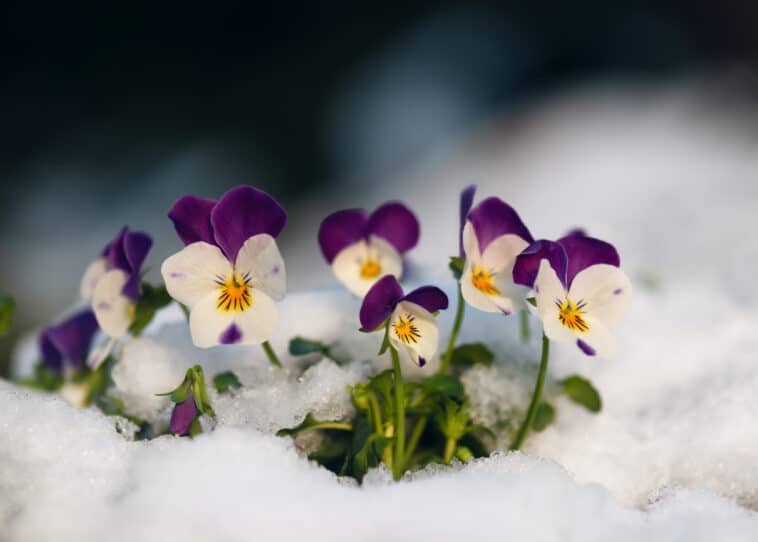 pensées fleurs d'hiver sous un manteau neigeux