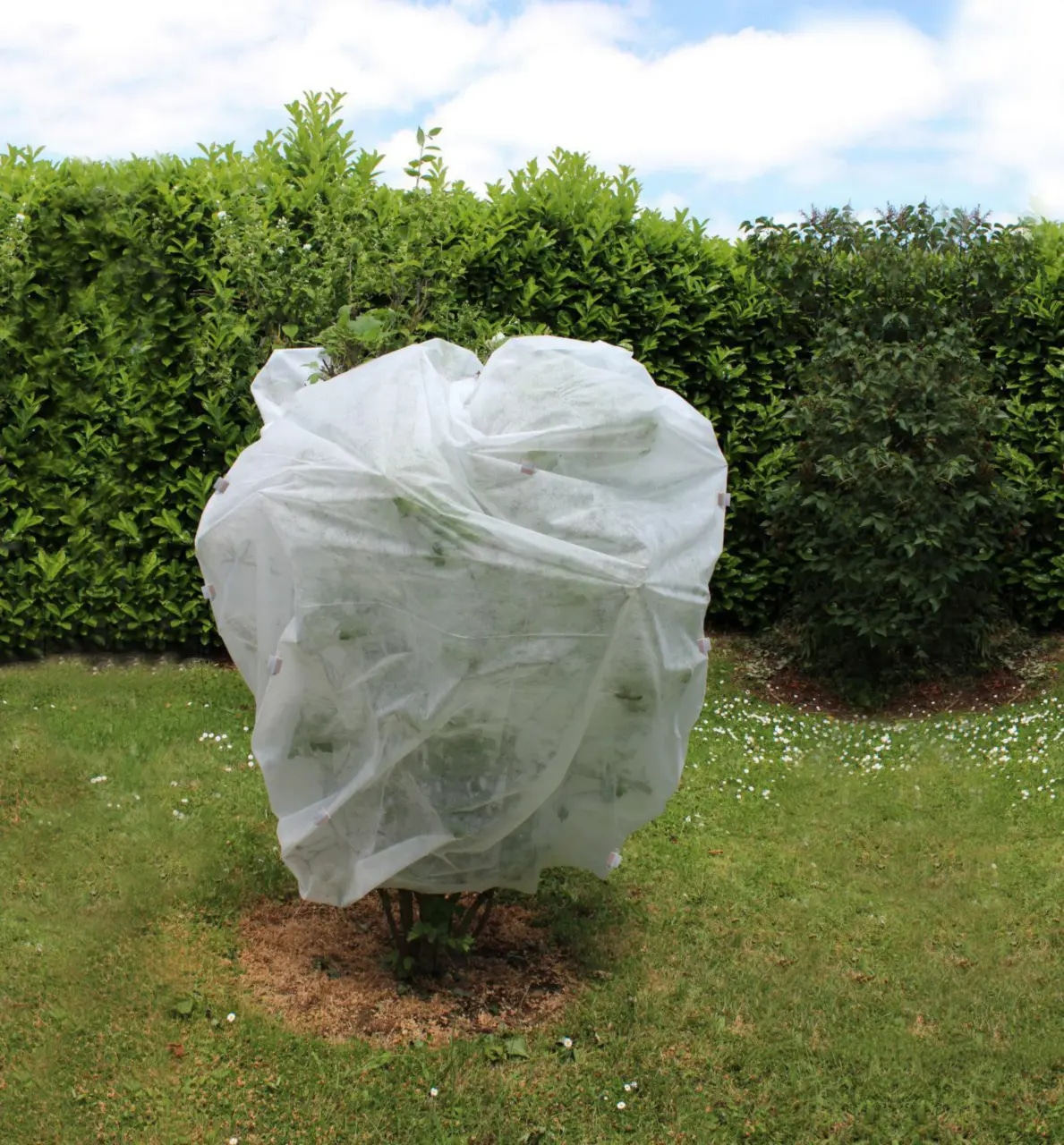 Le voile d'hivernage Jany France : le secret d'un jardin qui traverse l'hiver en beauté