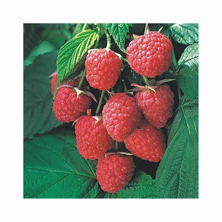 Installez un framboisier prometteur : comment réussir sa plantation et sa récolte